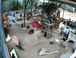 Carvoeiro – Katzenrettungszentrum Webcam Live