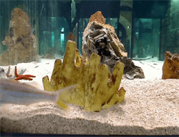 Pula Aquarium Pula Fort Verudela Webcam Live