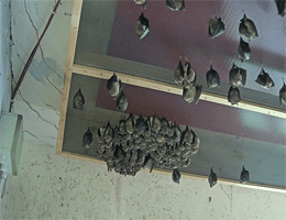 Feistritz an der Gail Fledermaushaus Webcam Live