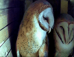 Otterwisch Schleiereule Webcam Live