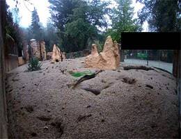 Zoo Ljubljana Erdmännchen Webcam Live