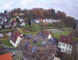 Röttenbach Storchencam Webcam Live