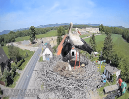 Podgorzyn Storchennest Webcam Live